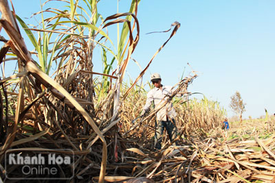 Người dân nhanh tay thu hoạch diện tích mía khô ngọn.