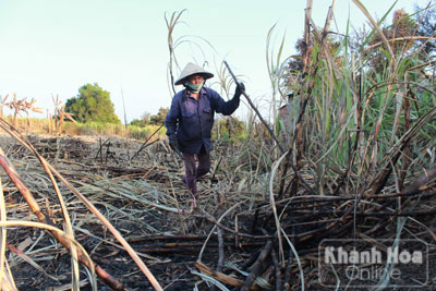 Người trồng mía nhặt nhạnh những gì còn xót lại sau khi bị “bà hỏa” ghé qua.
