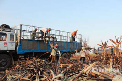 Mía cháy được đưa lên xe sau nhiều ngày chất đống nằm chờ.