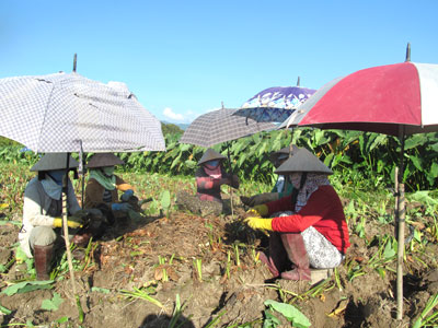 Sơ chế khoai sáp trước khi đưa ra thị trường.