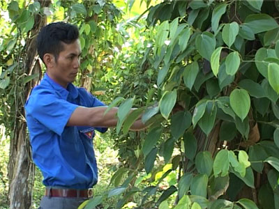 Anh Cao Hiền đang hướng dẫn đoàn viên, thanh niên chăm sóc hồ tiêu. Ảnh: Hoàng Quý