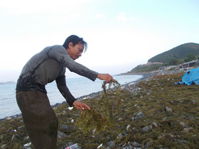 Người dân phơi rong sau thu hoạch.