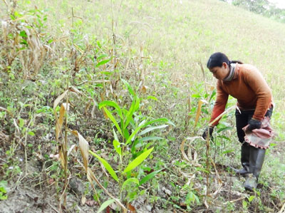 Nông dân mong sớm được hỗ trợ giống cây trồng kịp thời. Ảnh TL