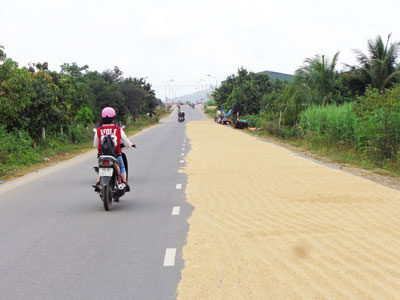 Phơi lúa trên đường