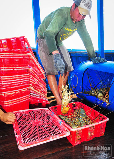  Thương lái đến thu mua tôm tại khu vực xã Vạn Thạnh.