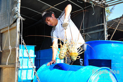 Thu gom tôm hùm đưa đi tiêu thụ.