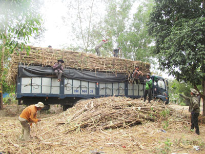 Vụ mía không thuận lợi