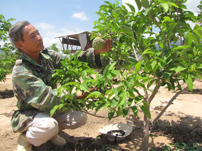 Rẫy mãng cầu nhà ông Phú đều đặn cho trái 3 tháng/vụ.