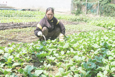 Hiệu quả từ mô hình "Vườn xanh, ngõ sạch"