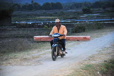 Khai thác gỗ lậu vẫn tiếp diễn