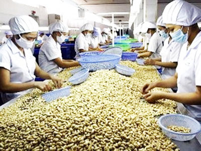 Việt Nam xuất khẩu gần 60 nghìn tấn hạt điều nhân