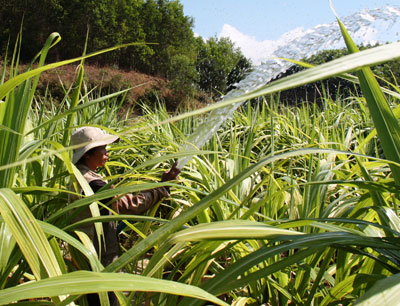 Gieo trồng 640 ha cây trồng hàng năm