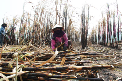 Xã Ninh Tây: Thêm gần 1,5 ha mía bị cháy