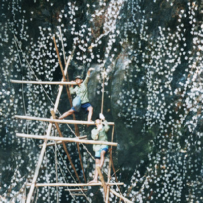 Khai thác yến sào (Ảnh minh họa).