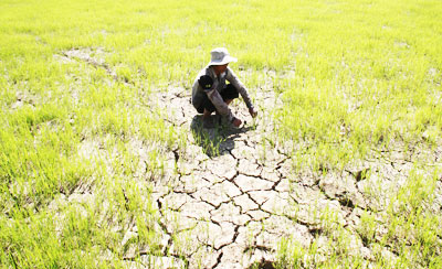 Khánh Sơn bị thiệt hại do nắng hạn. Ảnh: Bích La