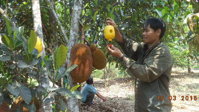 Vườn mít nghệ nhà anh Toan hiện nay không còn bị ruồi đục trái nhờ sử dụng chế phẩm sinh học.