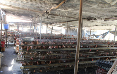 Trại gà gây ô nhiễm