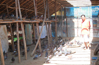 Hái ra tiền nhờ nuôi bồ câu