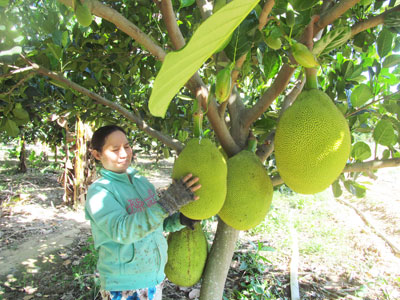 Vườn mít nghệ của bà Cúc đang cho quả bói.