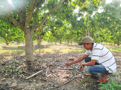 Hệ thống tưới tiết kiệm nước cho phép tưới nhỏ giọt từng gốc cây.