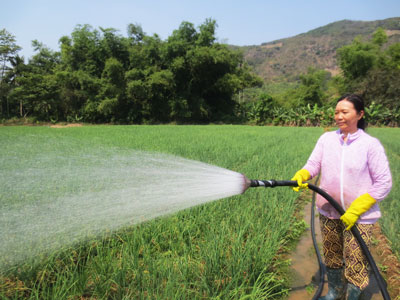 Thoát nghèo từ trồng rau màu