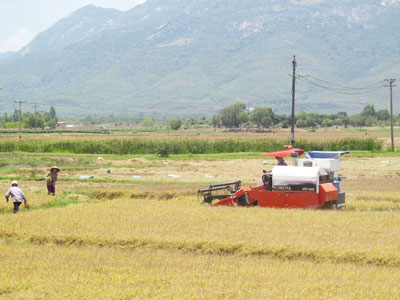 Toàn tỉnh Khánh Hòa thu hoạch hơn 8.000ha lúa đông xuân