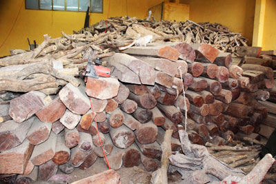 Số gỗ bị phát hiện tại kho của Công ty TNHH Xuân Sơn. 