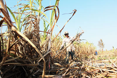Trăn trở từ vụ mía