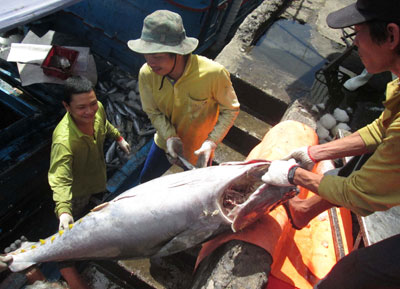 Bội thu cá ngừ đại dương