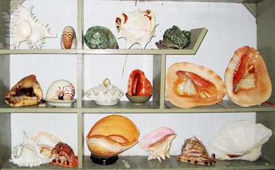 Một số vỏ ốc trong bộ sưu tập của ông Diêu Đức Cự.