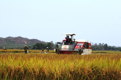 Nông dân thu hoạch lúa đông xuân 2014 - 2015. Ảnh: Đình Lâm