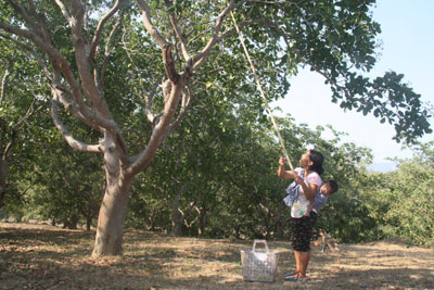 Sơn Tân mất mùa điều