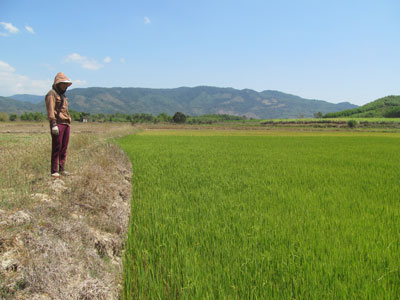 Xuất hiện nhiều dịch bệnh trên cây lúa.