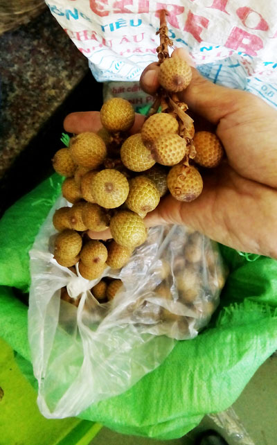 Mây "sốt" giá, người dân ồ ạt khai thác