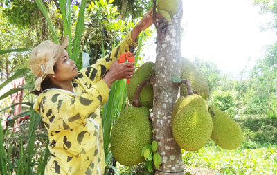 Xã Sơn Bình: Tập trung giảm nghèo, nâng cao thu nhập