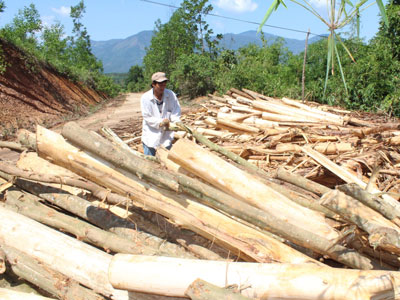 Cây keo đang mang lại hiệu quả kinh tế khá cao đối với người dân Khánh Sơn.