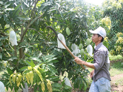 Vườn xoài của ông Huỳnh Văn Thúc bắt đầu cho trái.