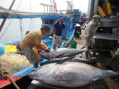 Toàn tỉnh Khánh Hòa có 9 nghiệp đoàn và 165 tổ hợp tác nghề cá