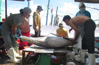 Ngư dân bán cá ngừ đại dương tại cảng Hòn Rớ.