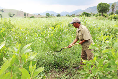Một số diện tích đất mía đã được người dân Ninh Tân chuyển sang trồng cây keo.
