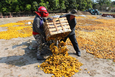 Các con của ông Thảo mua hạt xoài về bãi tập kết.