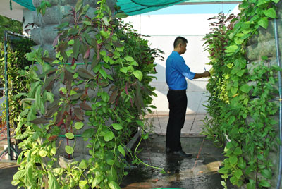 Trồng rau ở phố