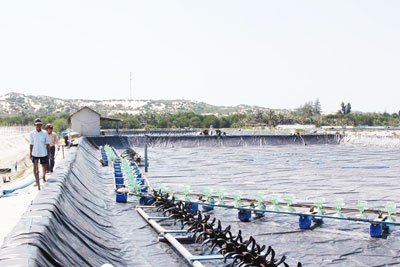 Để vụ nuôi tôm thành công