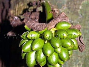 Phát hiện một loài thực vật mới ở Khu bảo tồn thiên nhiên Hòn Bà