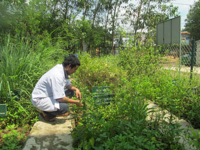 Xã Sơn Thái: Xây dựng vườn thuốc Nam mẫu