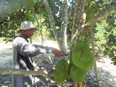 Phát triển hơn 150ha cây mít