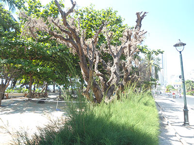 Cứu lấy cây xanh