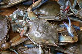 Giá cua xanh tăng cao