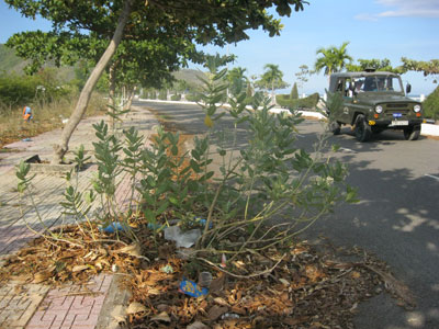 Cây mọc trên mặt đường nhựa