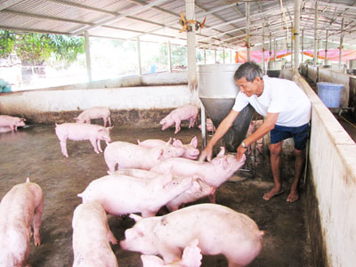 Trang trại heo của ông Đặng Văn Chịu cho thu nhập 200 triệu đồng/năm.